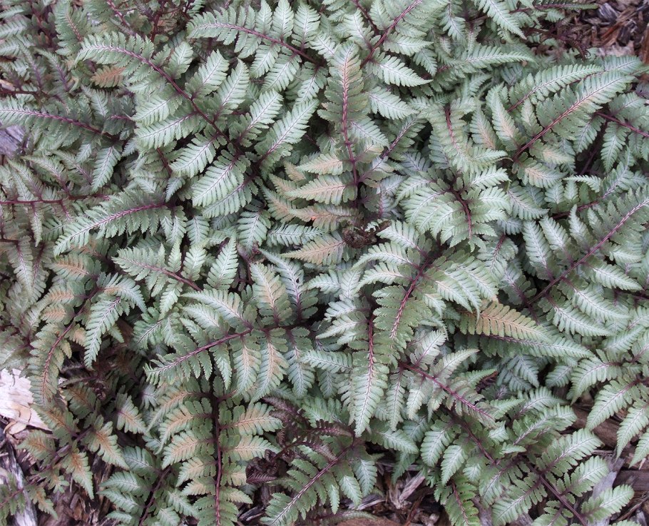 Папоротник Athyrium niponicum "pictum