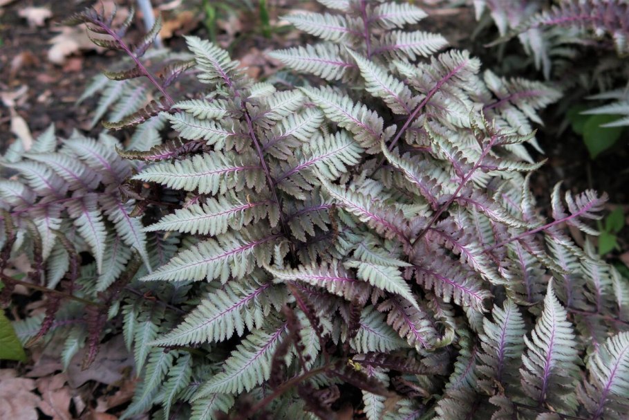 Папоротник Athyrium niponicum "pictum