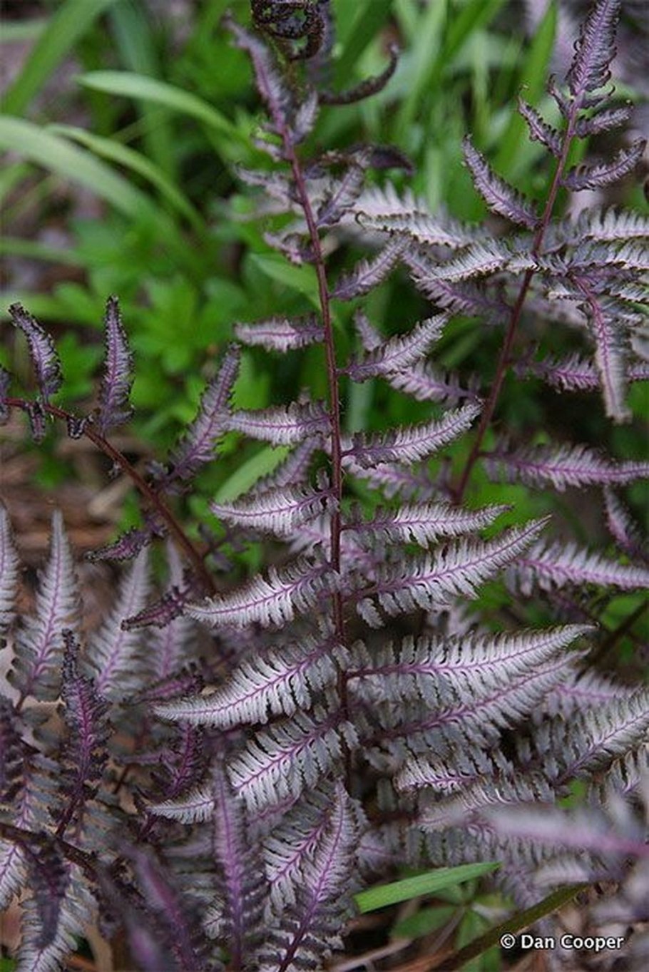 Папоротник Athyrium filix-Femina