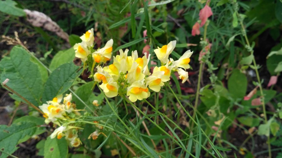 Флора парка Зюраткуль Южный Урал