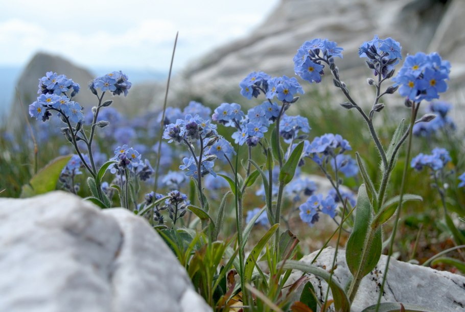 Зверобой продырявленный (обыкновенный)