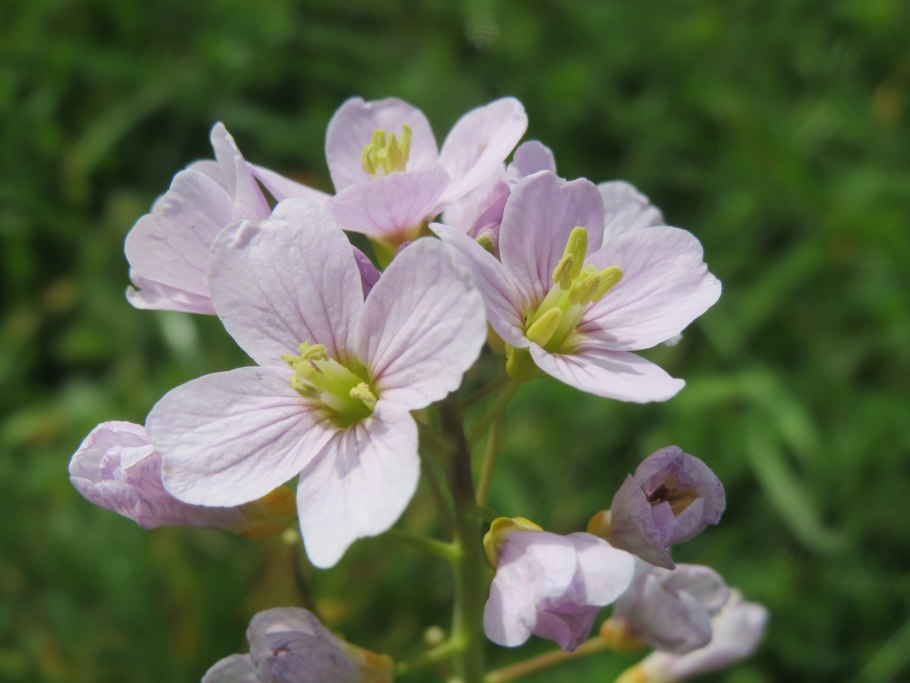 Дриада куропаточья трава