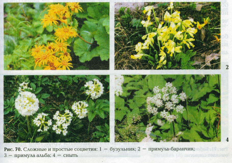 Шафран прекрасный Crocus speciosus