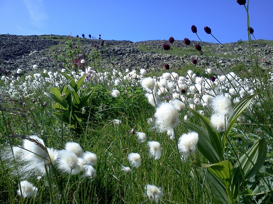 Флора Урала