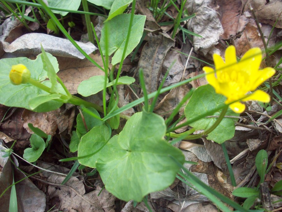 Редкие исчезающие растения России