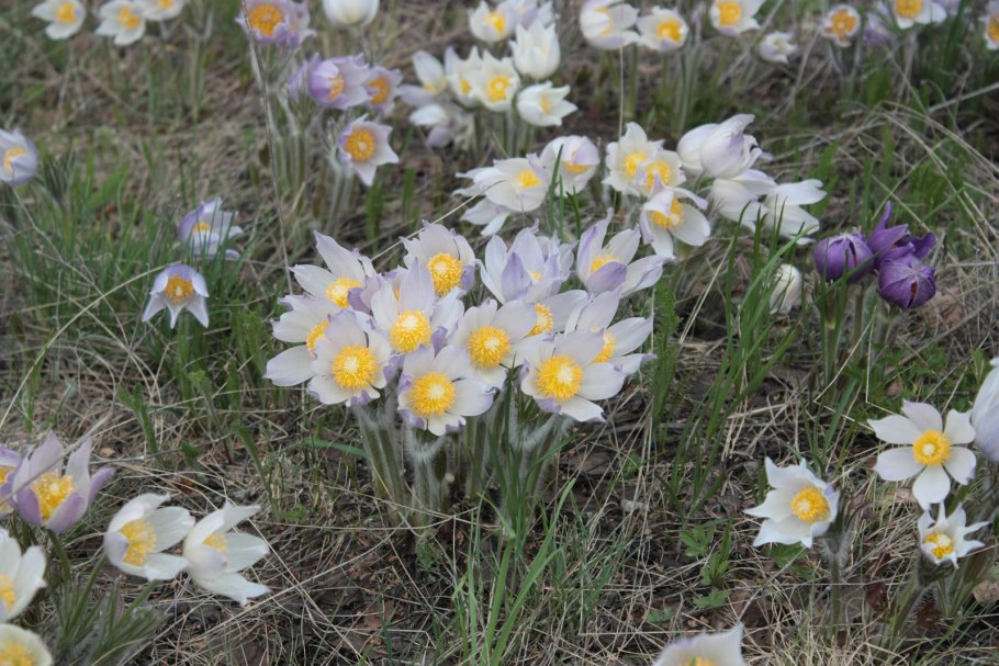 Диапенсия Тундровая