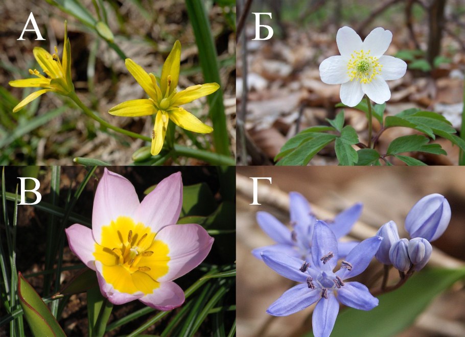 Растения Приполярного Урала