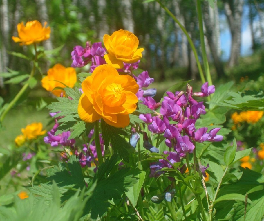 Таганай национальный парк Флора
