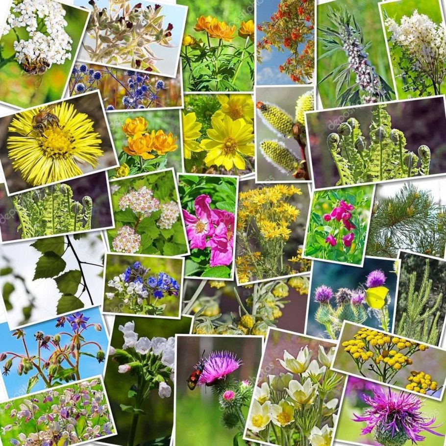 Лекарственные растения коллаж