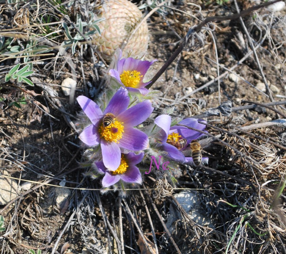 Сон трава прострел