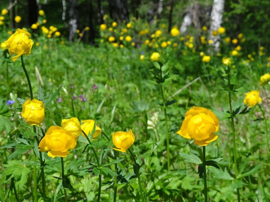 Лекарственные растения коллаж