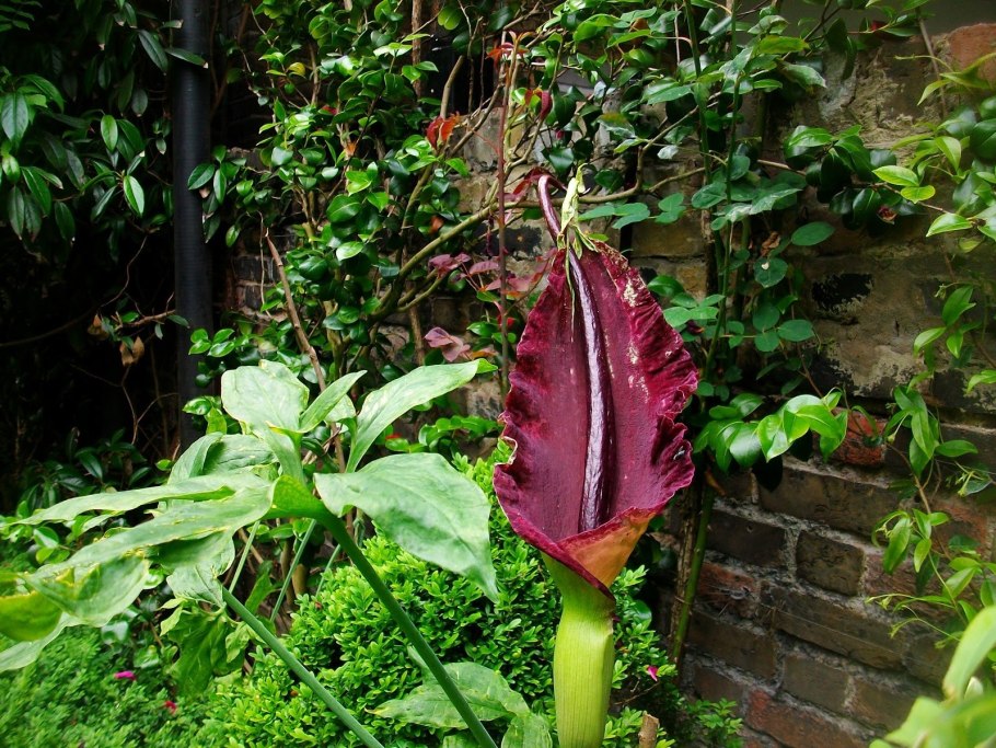 Колоказия эскулента