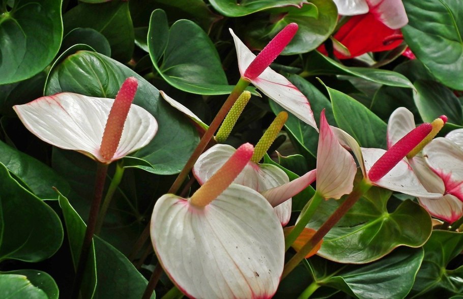 Антуриум Anthedesia Pink