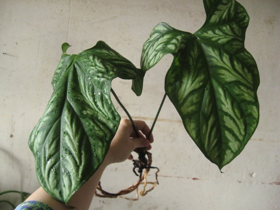 Филодендрон пастазанум