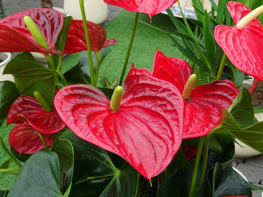 Ароидные растения