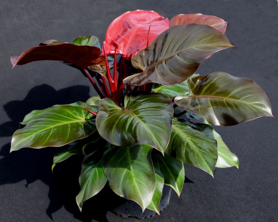 Домашние растения семейства ароидных