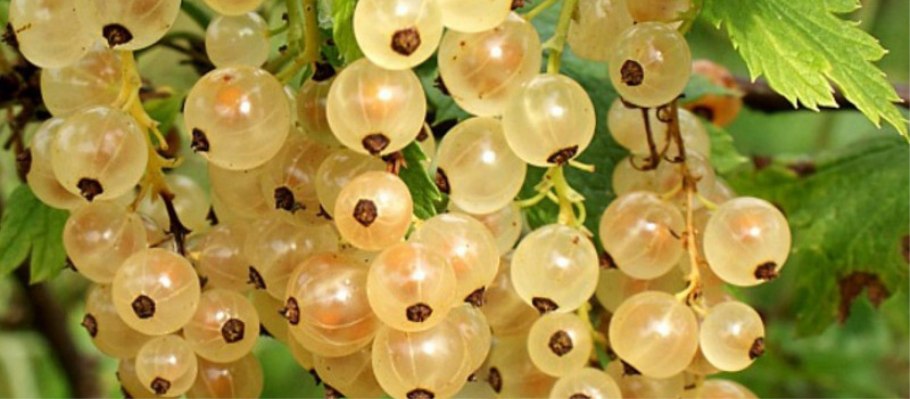 Смородина красная Уральский сувенир