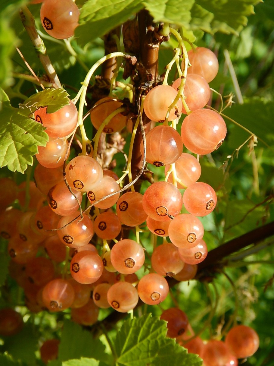 Смородина белая Уральская белая (с2)