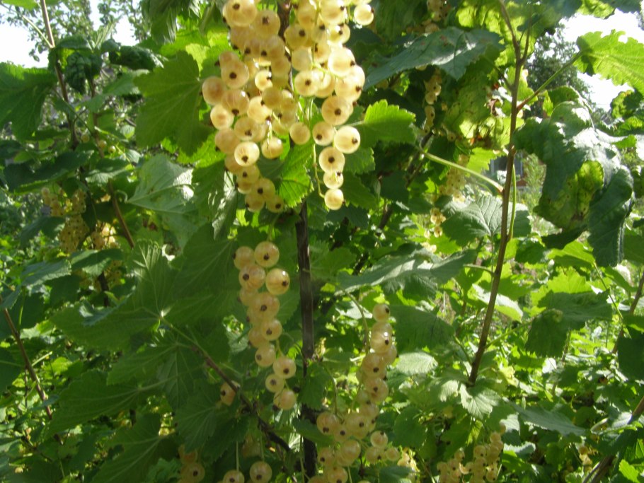 Смородина белая баяна