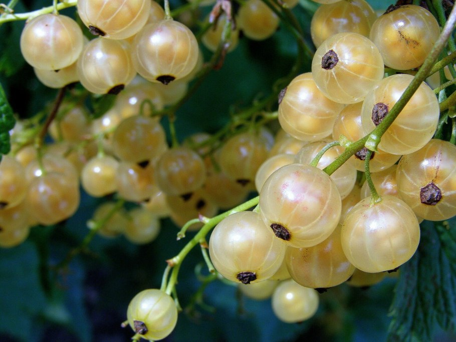 Смородина Беляна