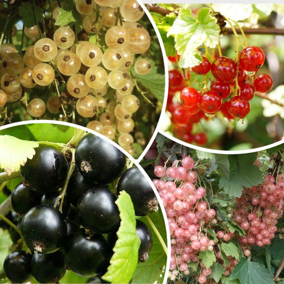 Смородина белая Версальская