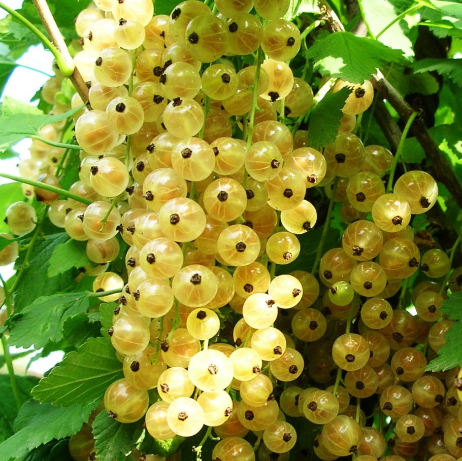 Смородина белая белая Потапенко