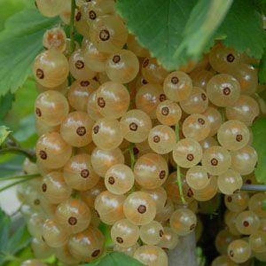 Смородина белая Беляна (с2)