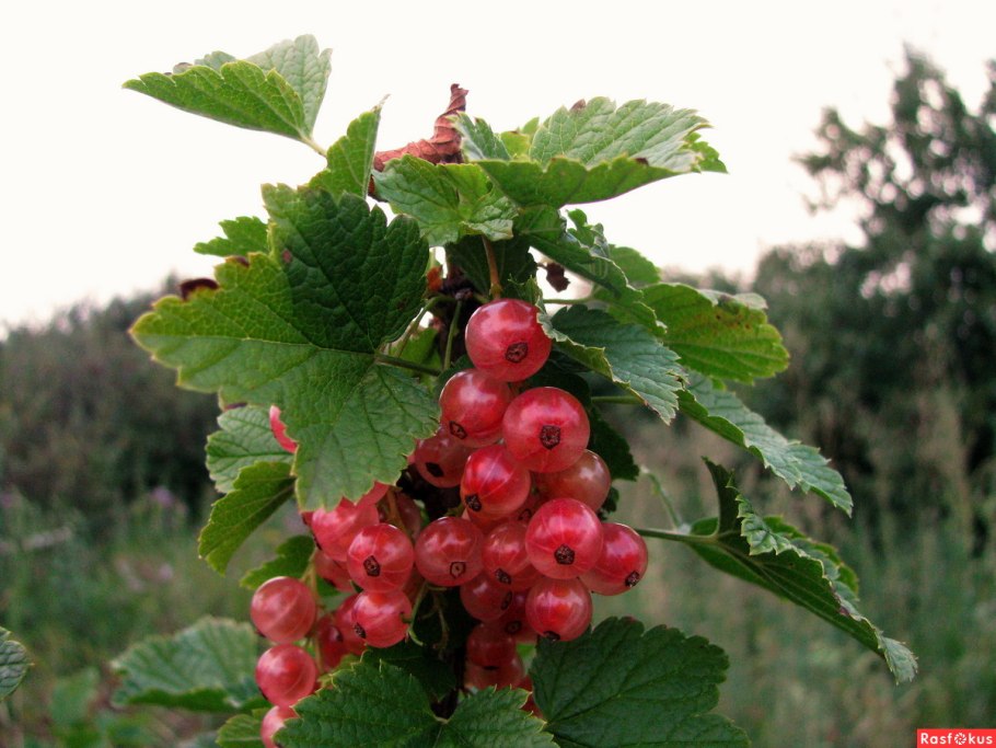 Смородина Булонь