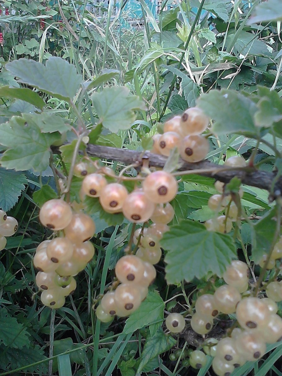 Смородина белая Версальская белая