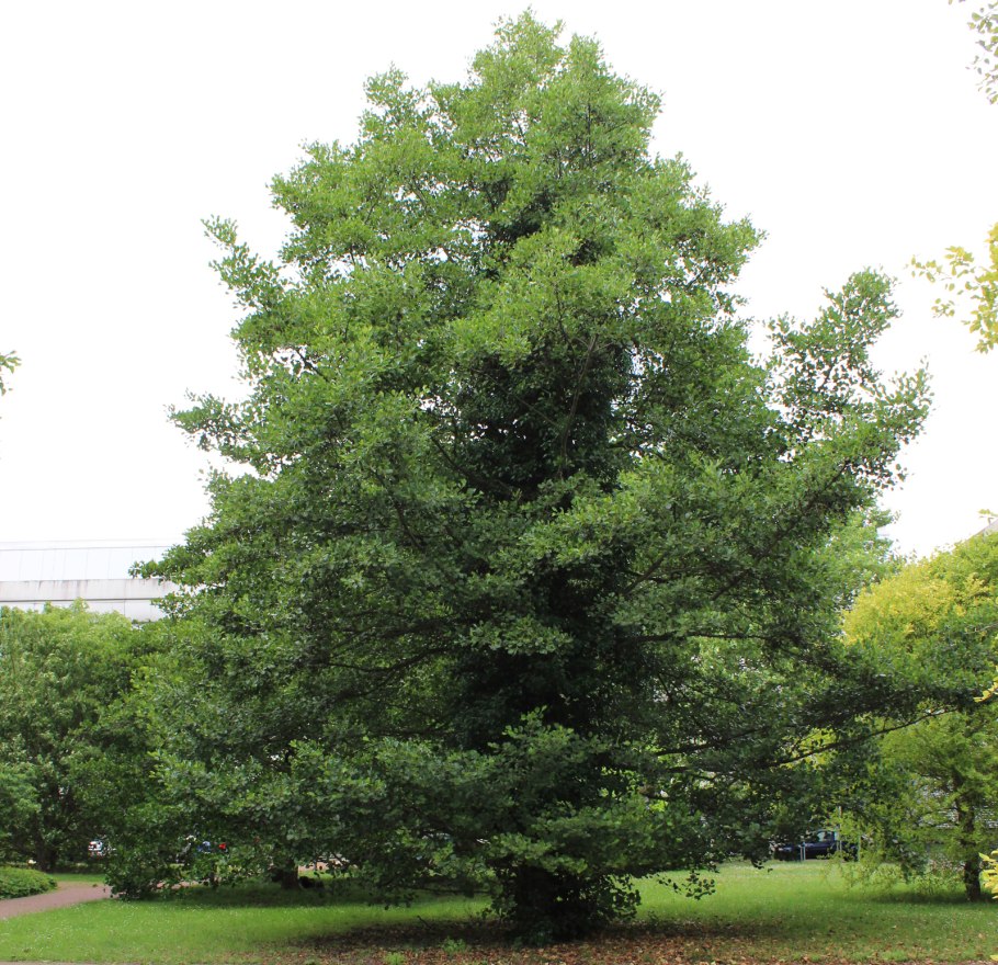 Ольха европейская