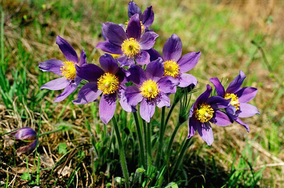 Прострел обыкновенный сон-трава