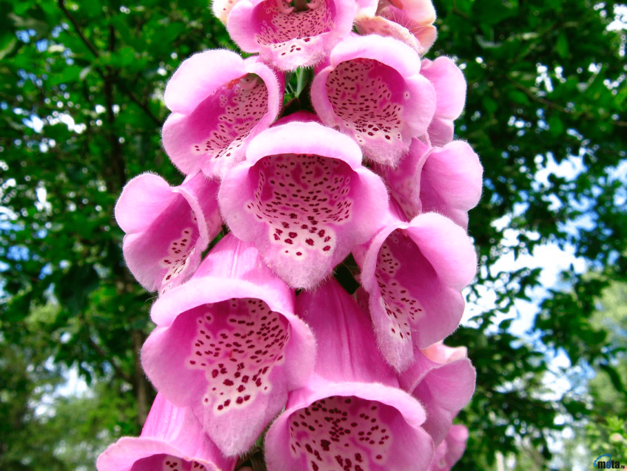 Венерин башмачок семена