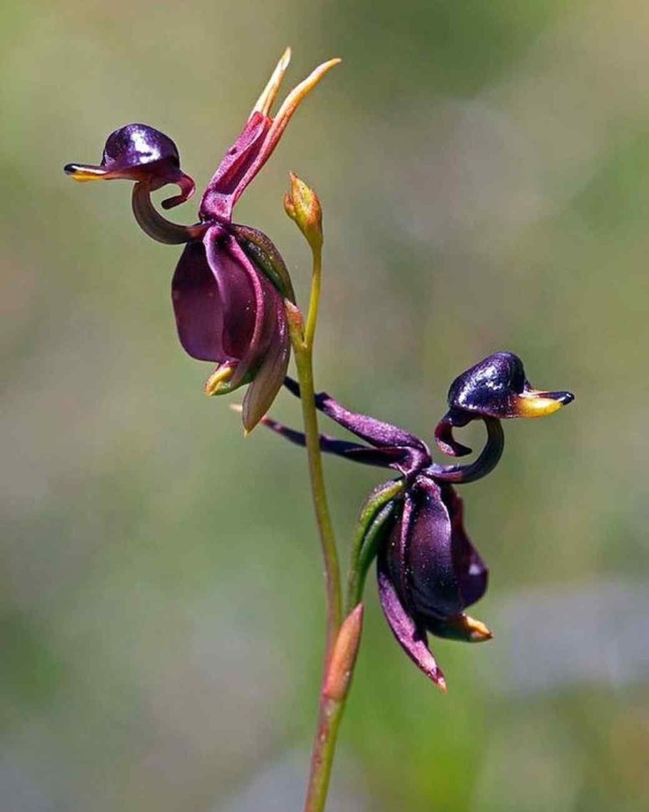 Цветок-монстр (Rafflesia arnoldii)