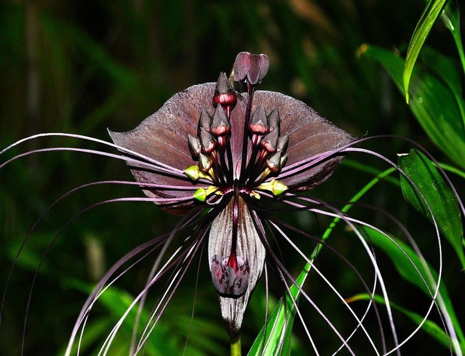 Сибирские первоцветы Кандык