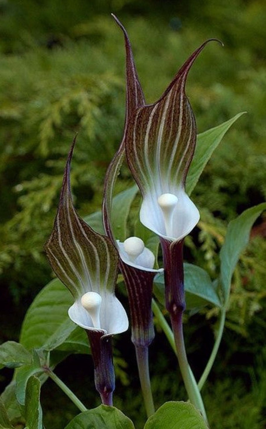 Пассифлора алата ред