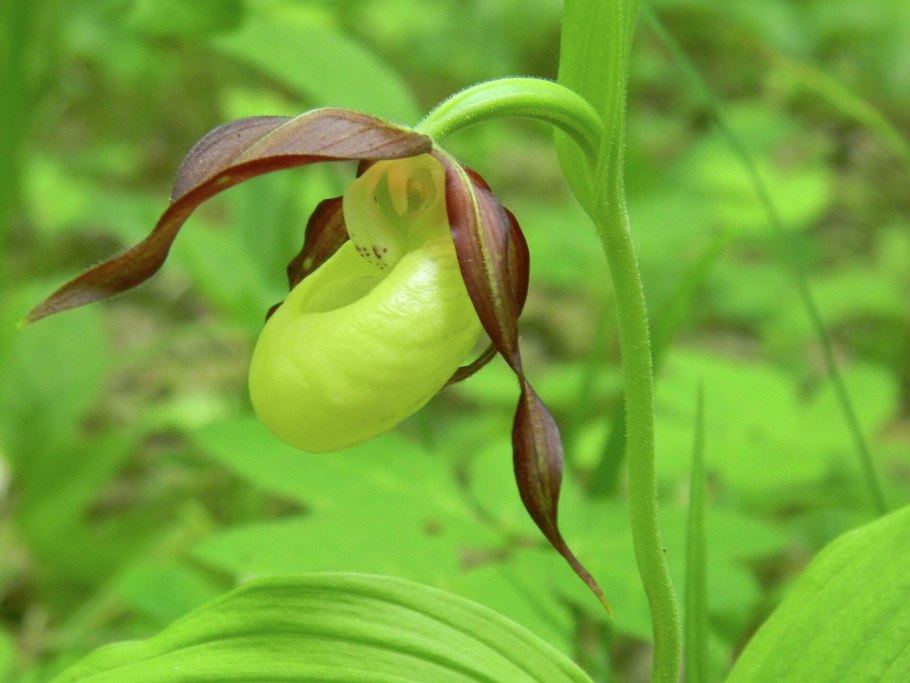 Трупная Лилия (раффлезия Арнольда)