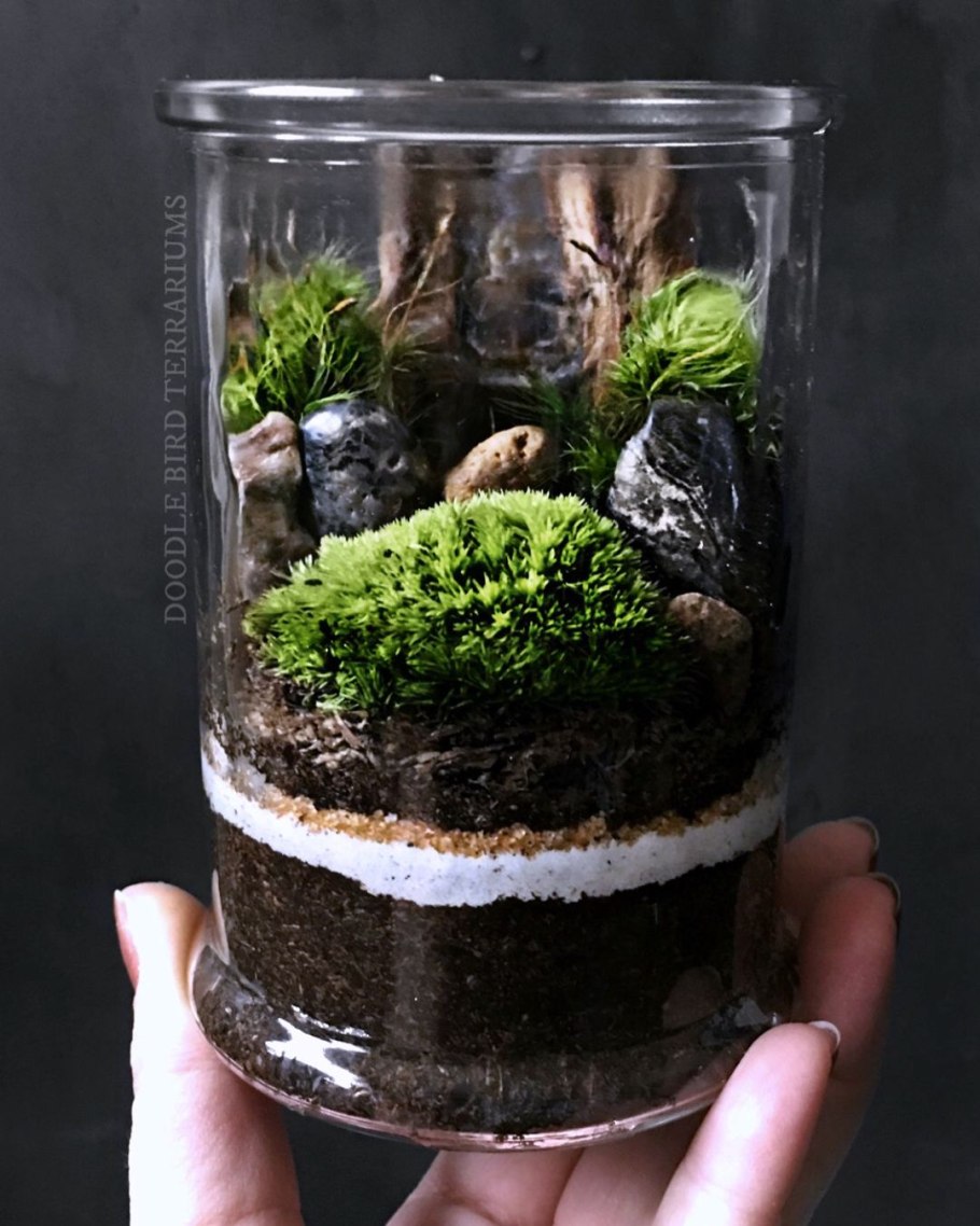 Terrarium Moss террариумный мох
