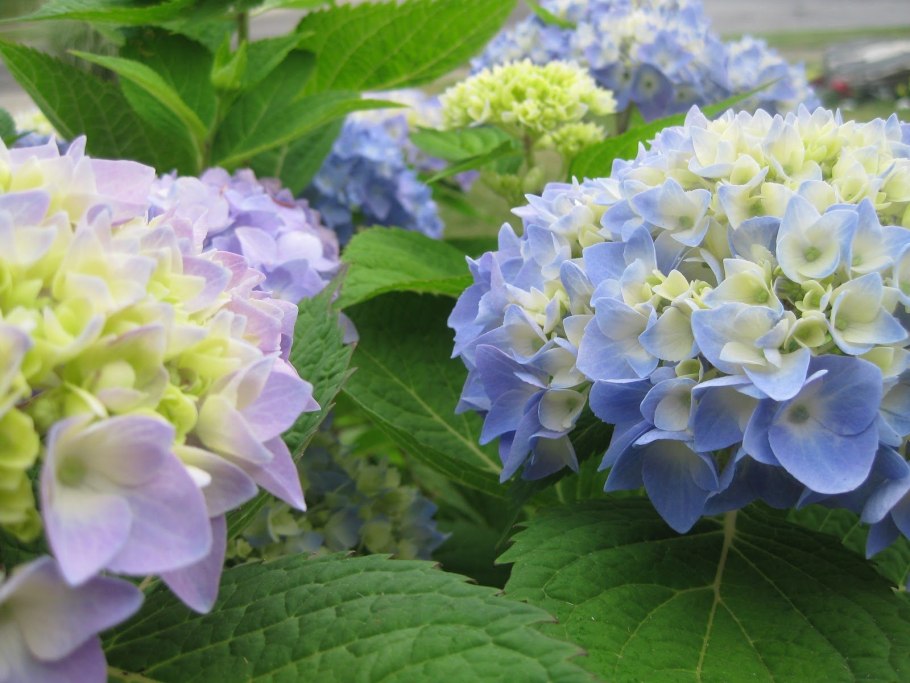 Гортензия Блю Скай