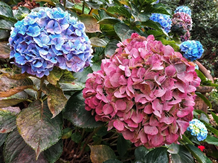 Гортензия Клеопатра