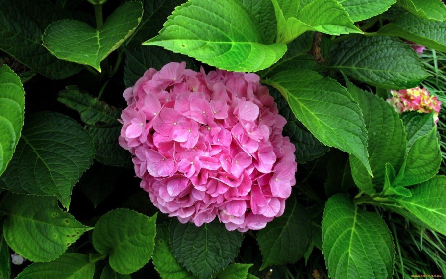 Гортензия крупнолистная Stramini