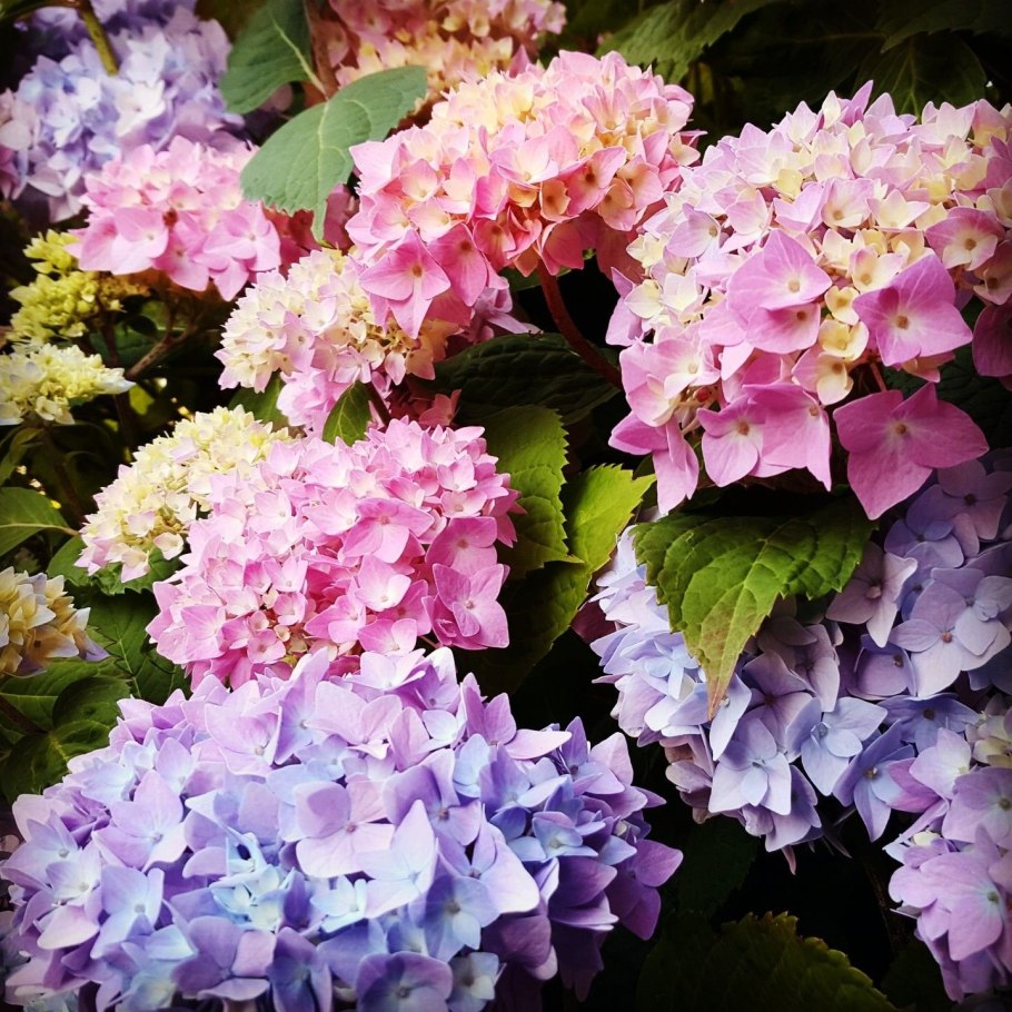 Гортензия крупнолистная Джемини