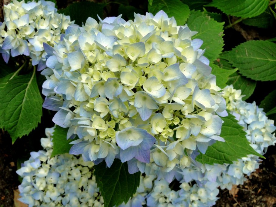 Гортензия метельчатая Limelight