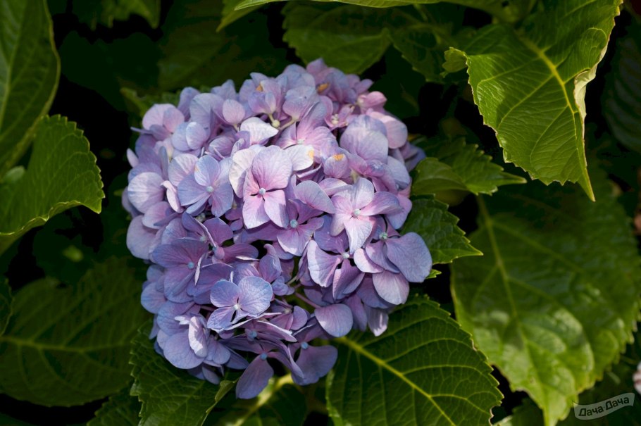 Гортензия Сибилла крупнолистная