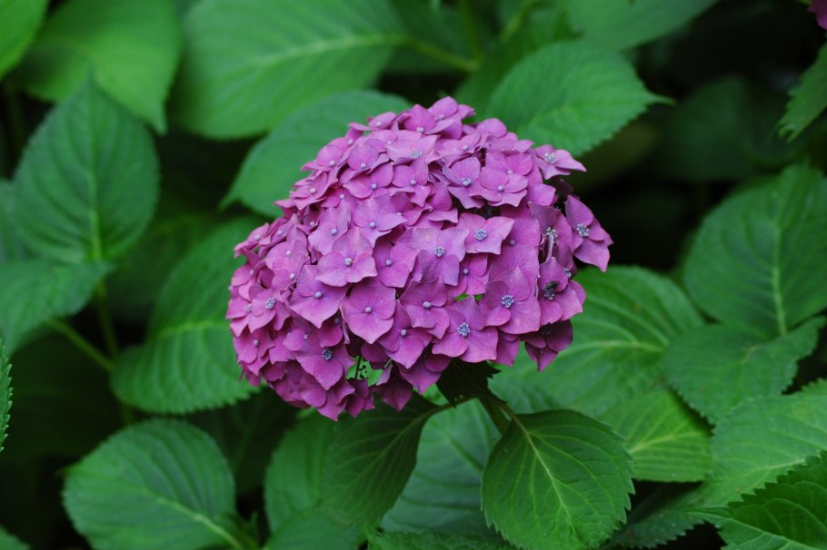 Гортензия дип перпл