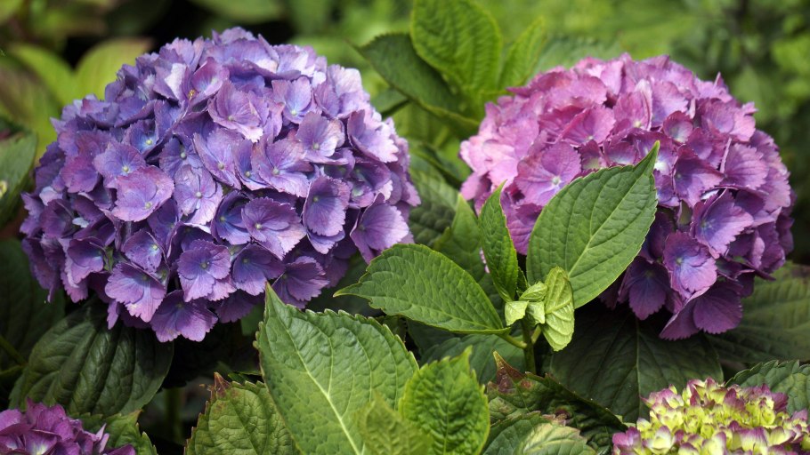 Гортензия крупнолистная Йола