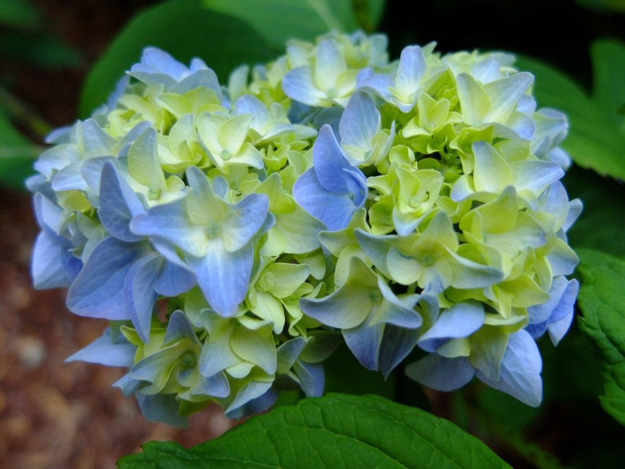 Гортензия крупнолистная Грандмонт