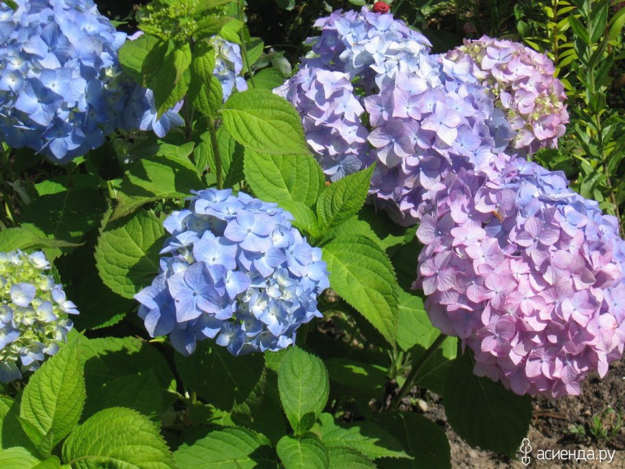Гортензия крупнолистная