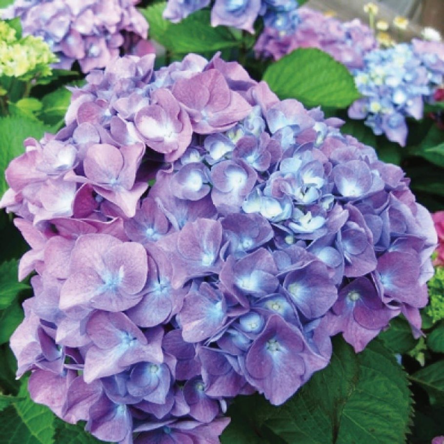 Гортензия крупнолистная