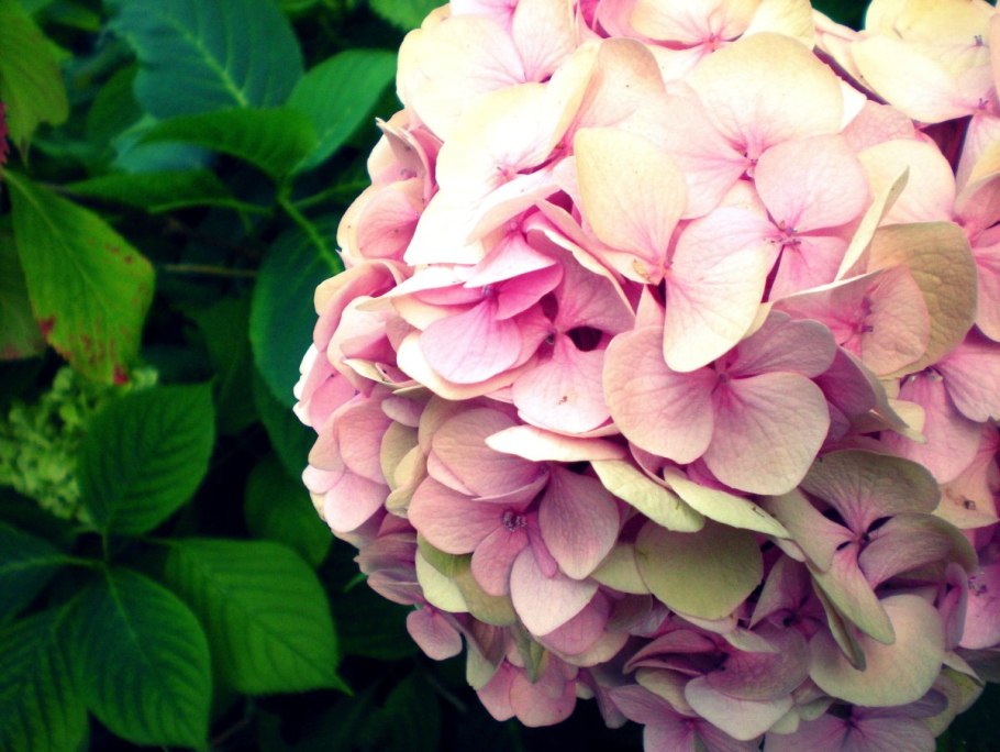 Гортензия Циркус