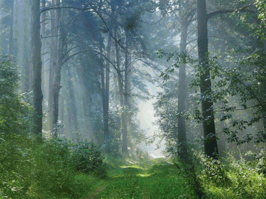 Таежные леса Швеции